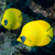 习近平会见奥地利总理